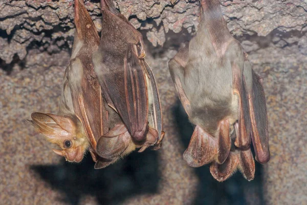 Australian Ghost Bats Poleiro — Fotografia de Stock
