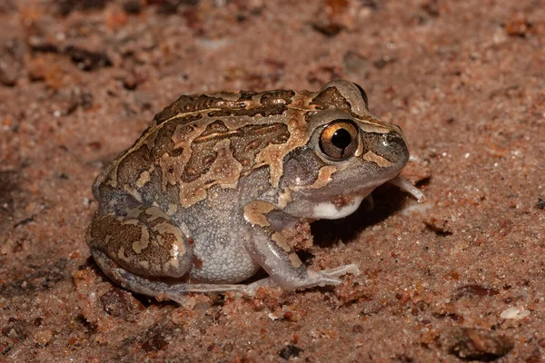 Detailní Záběr Australské Dlouhonohé Žáby — Stock fotografie