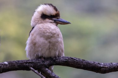 Gülen Kokaburra sakız ağacının dalında dinleniyor