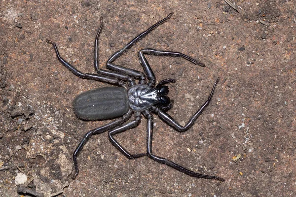 Επίπεδο Rock Spider Ένα Βράχο — Φωτογραφία Αρχείου