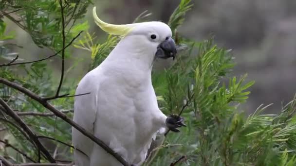 Cacatúa Cresta Azufre Alimentándose Semillas Wattle Tree — Vídeo de stock