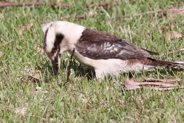 Lachender Kookaburra Ernährt Sich Von Regenwurm — Stockvideo