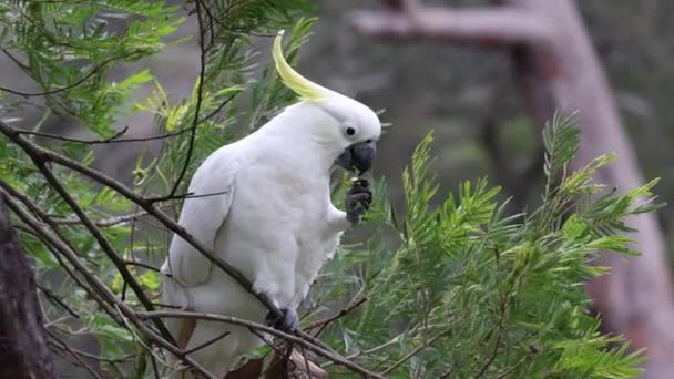 Schwefelhauben Kakadu Ernährt Sich Von Samen Des Rinderbaums — Stockvideo