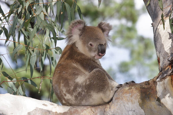 Wild Koala resting on branch of large Gum Tree