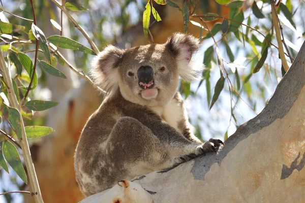 Wilder Koala Ruht Auf Ast Eines Großen Gummibaums — Stockfoto