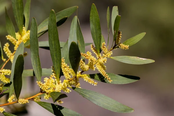 Wattle Acacia Boom Bloem — Stockfoto