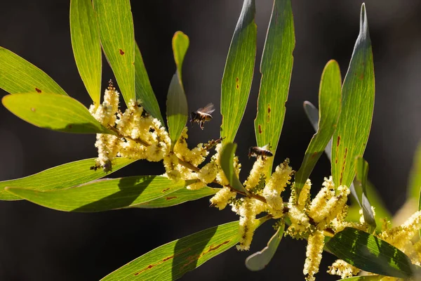 Honingbijen Verzamelen Nectar Stuifmeel Van Wattle Flowers — Stockfoto