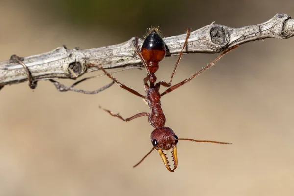 Αυστραλιανό Μυρμήγκι Ταύρου Στο Ραβδί — Φωτογραφία Αρχείου