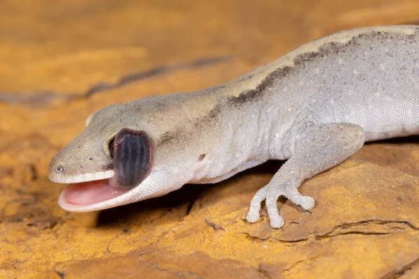 Oriental Pedra Gecko Lambendo Limpeza Olho — Fotografia de Stock