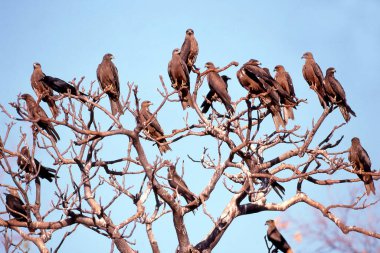 Batı Queensland Avustralya 'daki ağaçta tünemiş Kara ya da Çatal kuyruklu uçurtma sürüsü