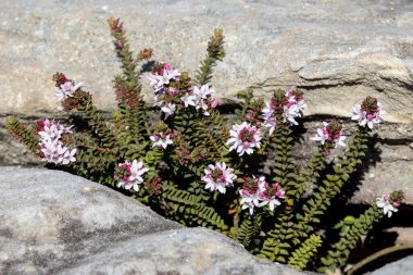 Avustralya Yerli Kutu Yaprağı Balmumu Çiçeği kumtaşı habitatında büyüyor