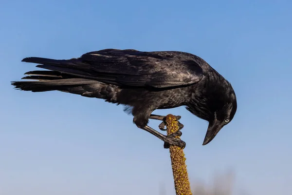 Corbeau Australien Perché Sur Une Pointe Herbe — Photo