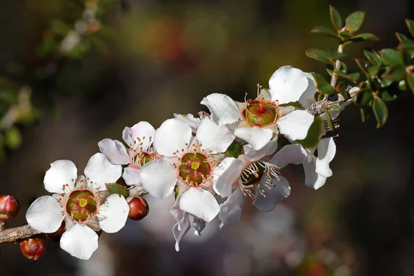 花のオーストラリア先住民のお茶の木 — ストック写真