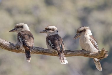 Laughing Kookaburra's perched on tree branch