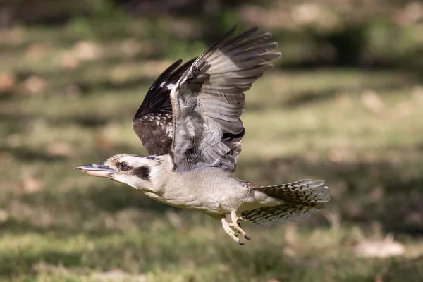 オーストラリアの笑い Kookaburra Flight — ストック写真