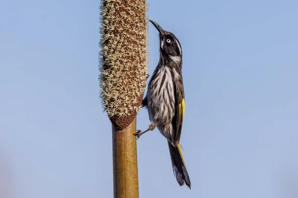 Nieuw Holland Honeyater Voedt Zich Met Grasboom Nectar — Stockfoto