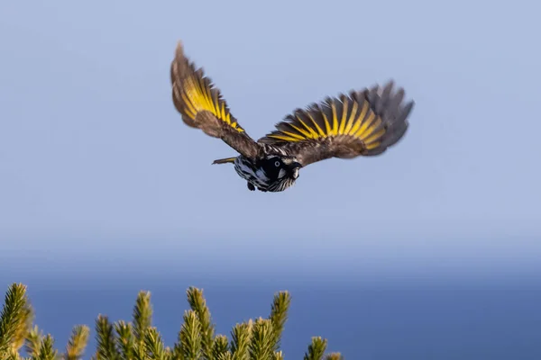 Νέα Ολλανδία Honeyeater Κατά Την Πτήση — Φωτογραφία Αρχείου