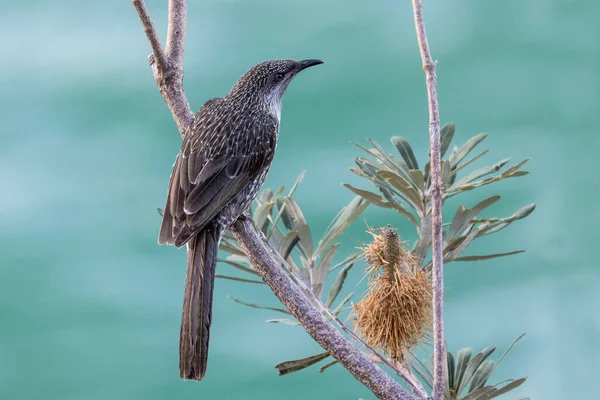 沿岸の小さな鳥 Banksia Tree — ストック写真