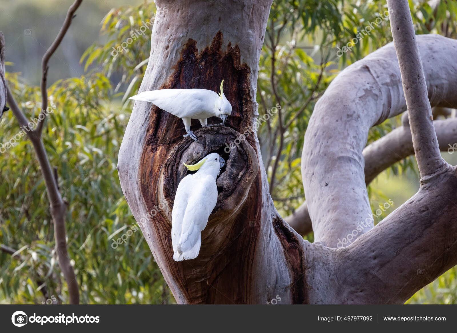 Ерлі-зайыптылардың порно секс Әдемі есек, әдемі есек