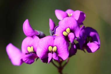 Çiçekte sahte saparna bitkisi