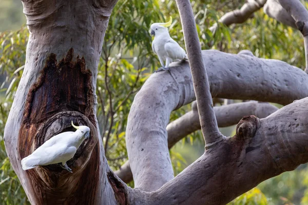 硫黄で覆われたコカトゥーがシドニーの巣に Red Gum Tree — ストック写真