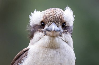 Gülen Yalıçapkını 'na yaklaş.