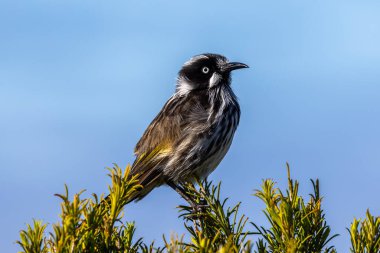 New Holland Honeyeater perched atop a bush clipart
