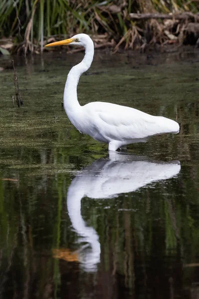 Eastern Great Egret Reflection Fishing Lagoon — Stock Photo, Image