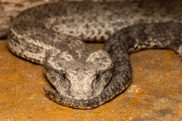 Австралийский Общий Смертельный Змей Показывает Приманку Кончике Хвоста — стоковое фото