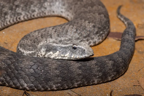 Primer Plano Australian Common Death Adder — Foto de Stock