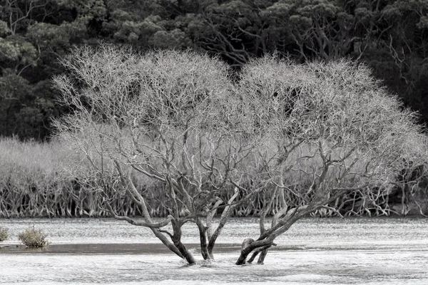 Muerte Árboles Manglar Sydney Australia — Foto de Stock