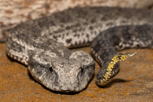 Primo Piano Australian Common Death Adder Mostrando Esca Alla Punta — Foto Stock