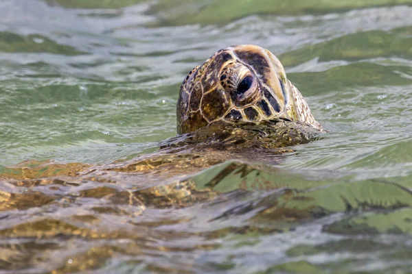 Grøn Havskildpadde Bryde Overflade Trække Vejret - Stock-foto