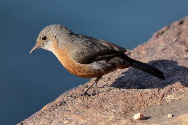 Avustralyalı Rock Warbler kumtaşı kayasına tünedi