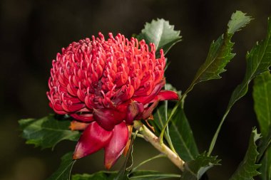 Çiçek başlı yeni Güney Galler Waratah bitkisi