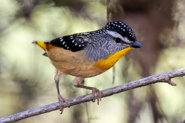 Man Gevlekte Pardalote Tak — Stockfoto