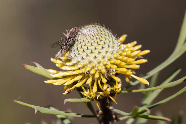 Spider Spider Prey Broad Leaf Drumstick Flower Head — Photo