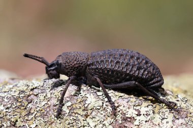 Buğday böceği liken kaplı kaya üzerinde