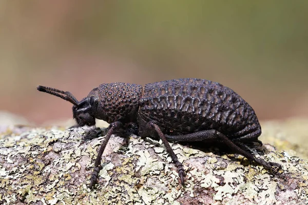 Buğday böceği liken kaplı kaya üzerinde