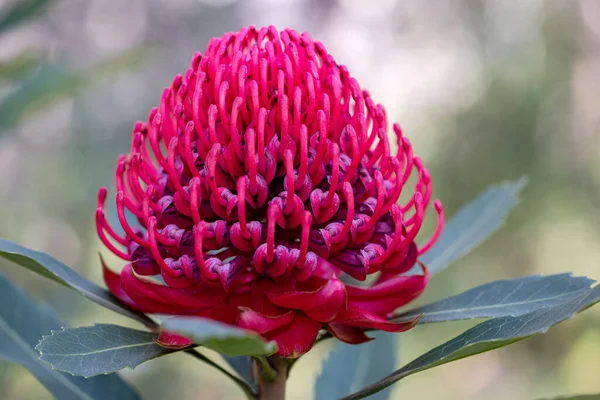 Nouvelle Galles Sud Waratah Fleur — Photo
