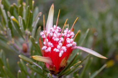 Dağ Şeytanı veya Bal Çiçeği