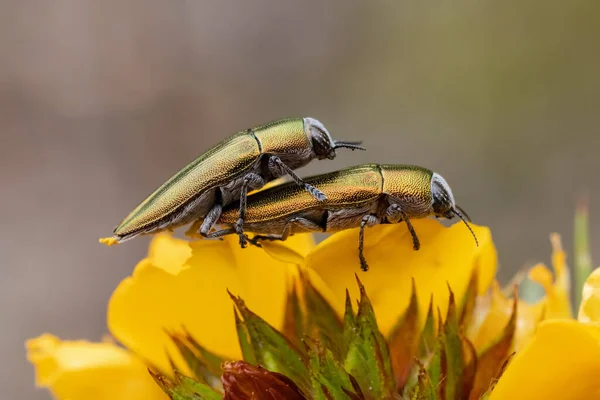 Copper Jewel Beetles on yellow flower