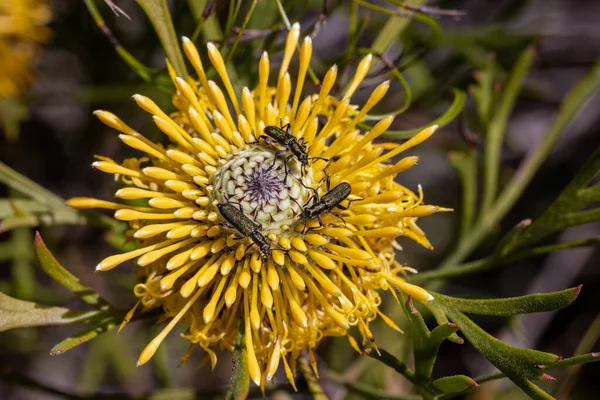 Eleale Beetle Broad Leaf Drumstick Flower Head — Stock Photo, Image