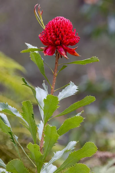 Nouvelle Galles Sud Waratah Plante Fleur — Photo