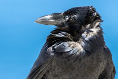 Avustralyalı Kuzgun 'a yaklaş.