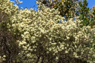 Australian native Prickly Moses bush in flower