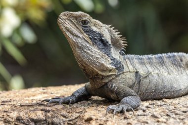Avustralya Doğu Su Ejderhası Tadını çıkarıyor