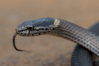 Avustralya Hardal Göbekli Yılanı 'na yaklaş. Dilini titretiyor.
