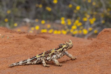 Avustralya Dikenli Şeytan ya da Batı Avustralya 'dan gelen Moloch Kertenkelesi