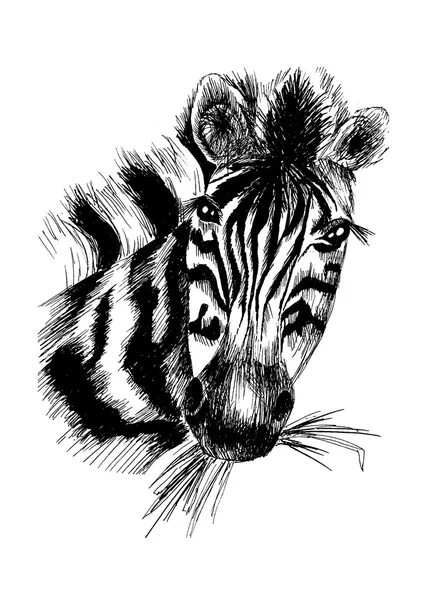 Animal zèbre sauvage — Image vectorielle